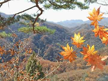 關(guān)于最準(zhǔn)一肖一碼一一中特的真相探討——揭示背后的風(fēng)險(xiǎn)與犯罪問(wèn)題