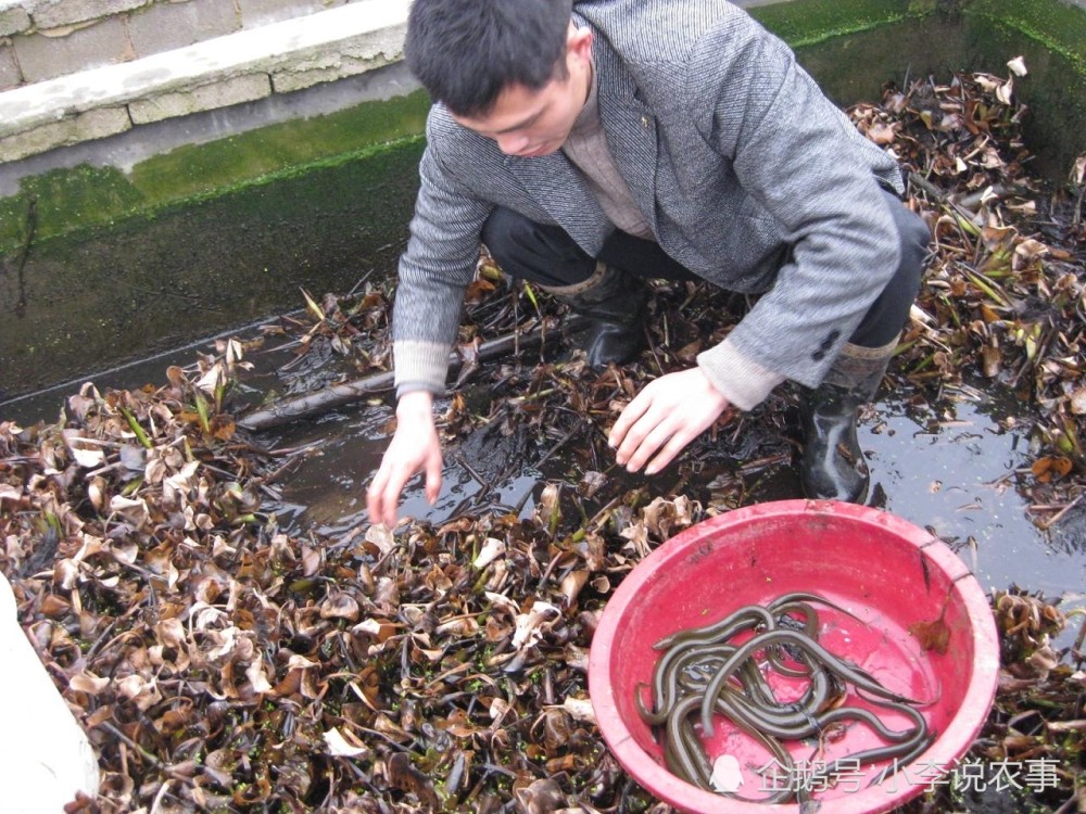 黃鱔養(yǎng)殖最新技術(shù)，提升產(chǎn)量與品質(zhì)的秘訣