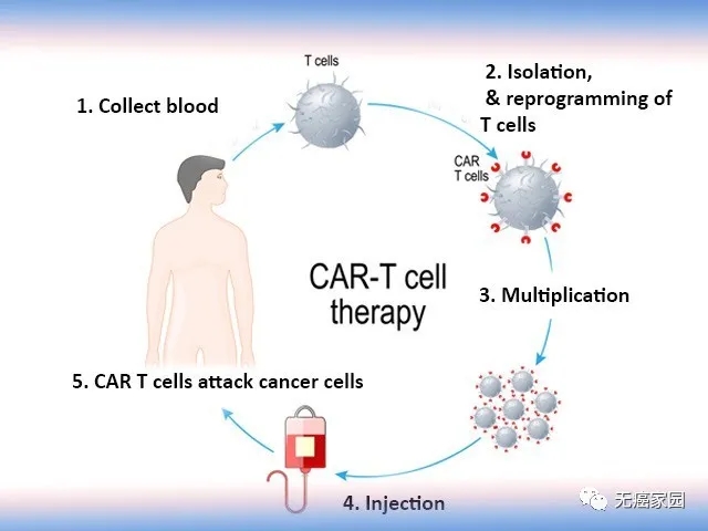 最新CART免疫治療臨床招募，突破癌癥治療的新希望